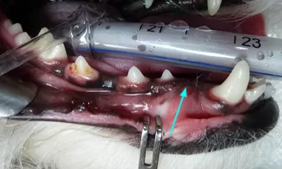 <p>Teeth that are prevented from erupting due to a physical barrier (trauma, positioning in alveolus).</p>