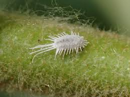 <p>Pretty much the same as adult, however they have two tail-looking things.</p>