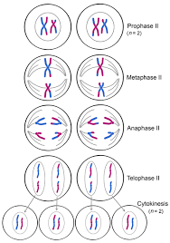 <ol><li><p>Producto inicial: 2 celulas con 23 cromosomas duplicados haploides. (el producto de la meiosis 1)</p></li><li><p>Producto final: 4 celulas con 23 cromosomas simples haploides.</p></li></ol>