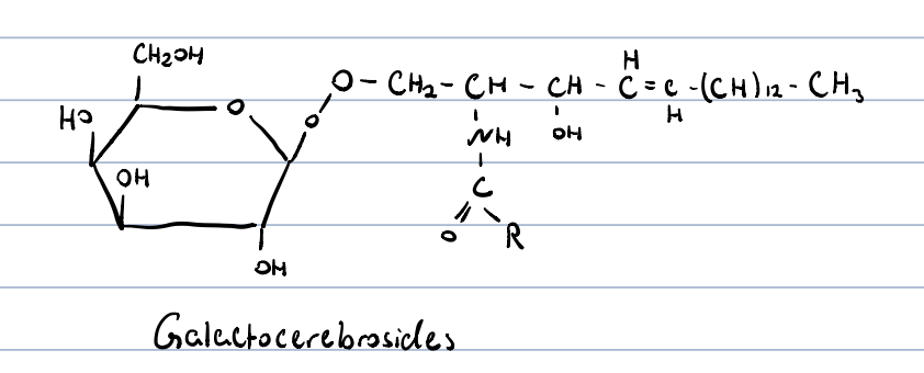 monoglycosyl ceramides

constituent of myelin in CNS, and lipid rafts