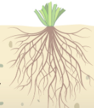 <p><strong>2</strong> roles of <strong>roots</strong></p>