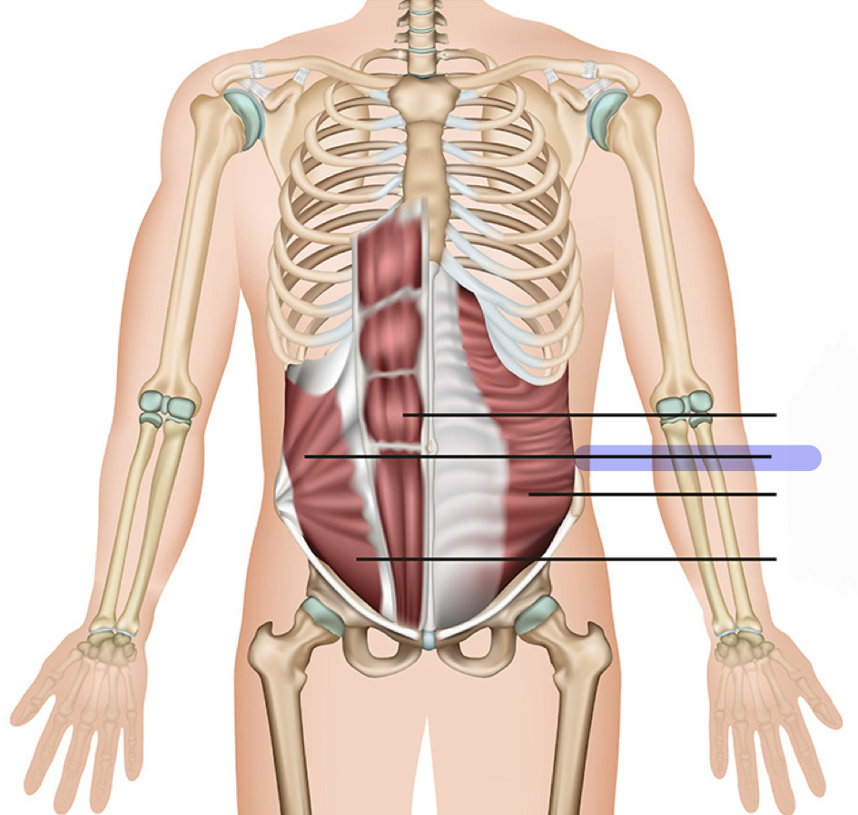 <p>Unilateral: Lateral flexion of the vertebral column; rotation of vertebral column to opposite side.</p><p>Bilateral: flexes vertebral column and compresses abdominal wall</p>