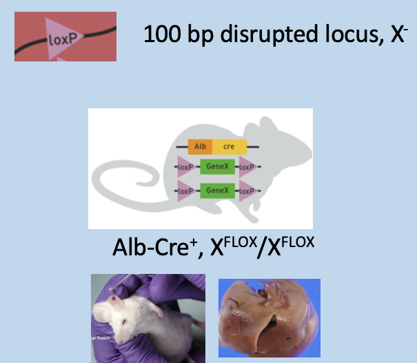 <p>Two copies of floxed gene in genotyping PCR</p>
