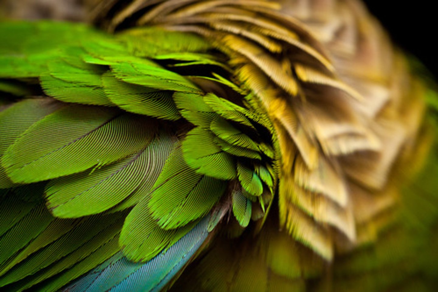 <p>las plumas que cubren un ave</p>