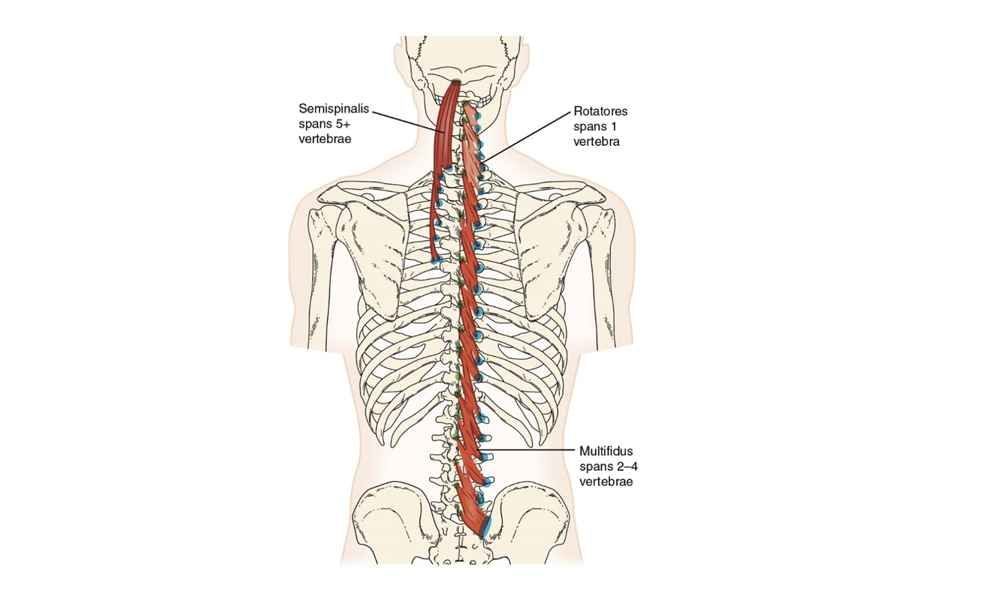 <p>a deeper set of muscles that lie beneath the erector spinae group, responsible for stabilizing and rotating the spine. Include&nbsp;multifidus, rotatores, and semispinalis. </p>