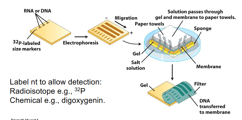 <p>Southern and Northern Blot Analysis of NA</p>