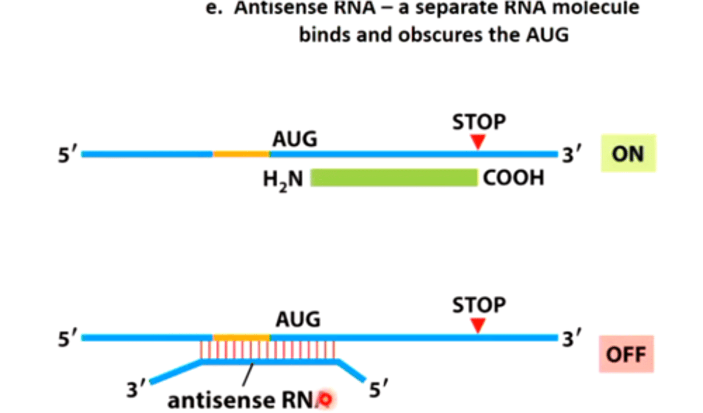 <p>introduce antisense RNAs into human cells that are complementary to mRNA</p>