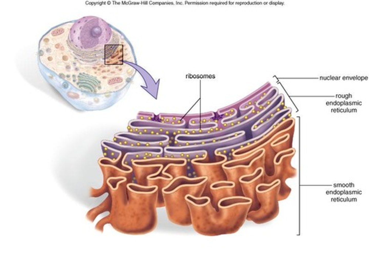 <p>Protein synthesis site with ribosomes on surface.</p>