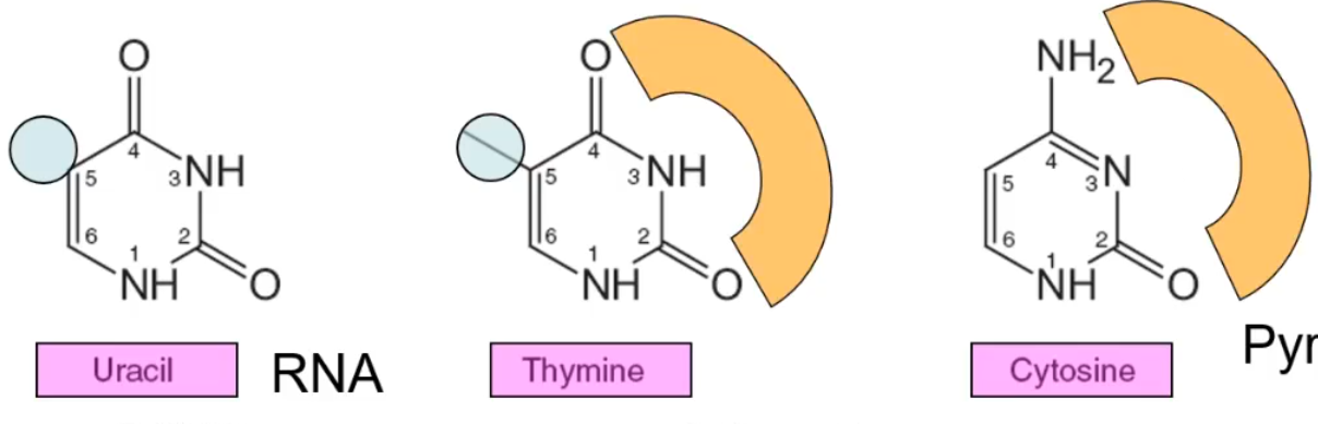 <p>Uracil, Thymine Cytosine</p>