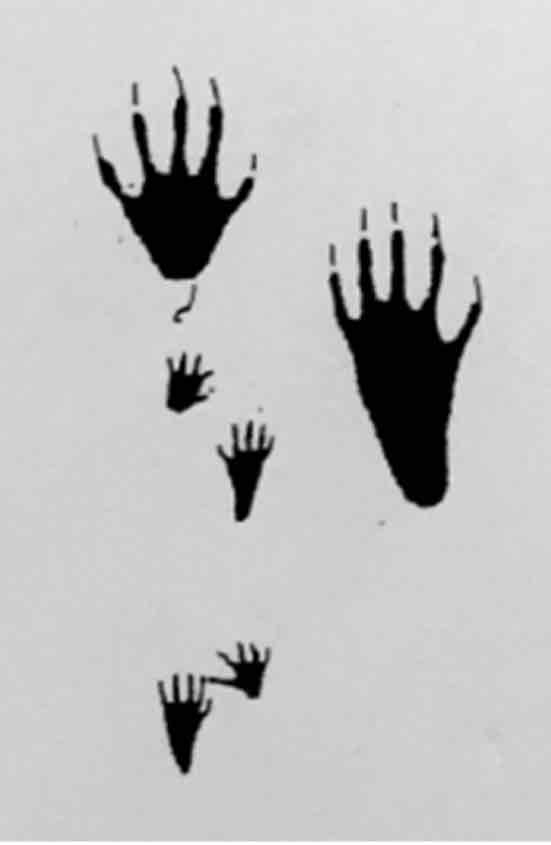 <p>What footprint is this?</p>