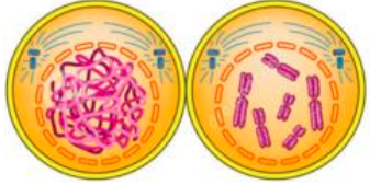 <ul><li><p>chromosomes condense &amp; become visible inside the nuclear membrane</p></li><li><p>they become shorter &amp; thicker &amp; seen as separate structures</p></li><li><p>nuclear envelope begins to breakdown</p></li><li><p>centrioles migrate to oppsoite ends of the cell</p></li><li><p>spindle of microtubules begin to form</p></li></ul>