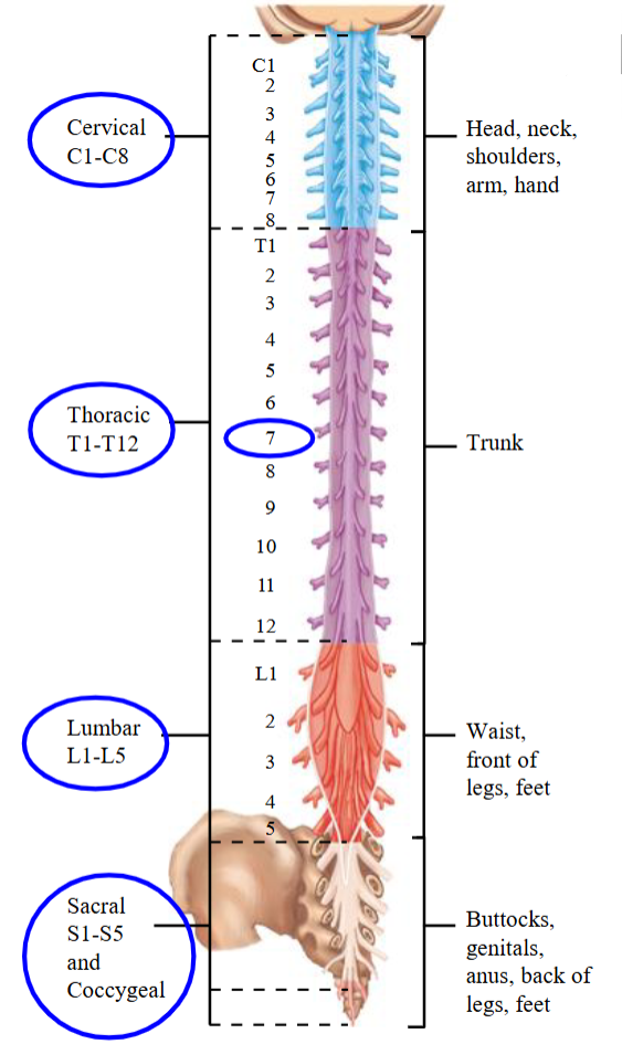 <ul><li><p>Mediate sensory information from the legs and feet. </p></li></ul><p></p>