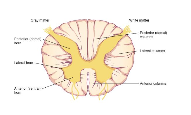 <p>dorsal, lateral, and ventral columns</p><p>sections of white matter that contain tracts carryinginfo up and down</p>