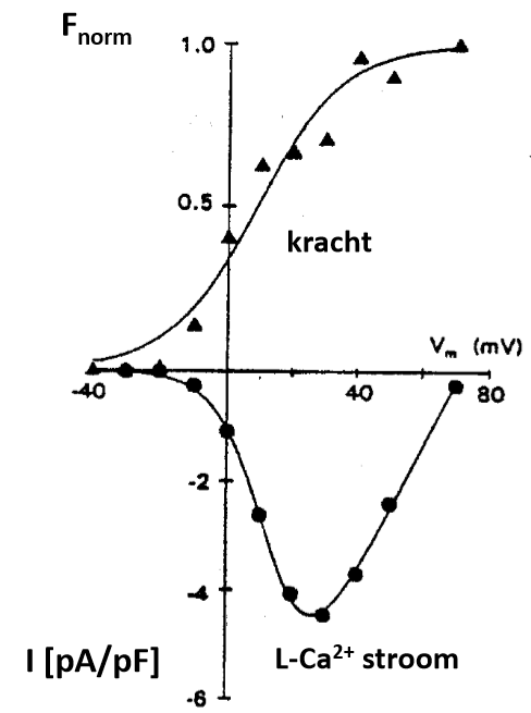 <p>→ geen correlatie tsn kracht en grotere depolarisatie: enkel beweging spannings-sensor v DHPR is cruciaal voor excitatie-contractie koppeling:</p><ol><li><p>negatieve Vm: alle DHPR gesloten → geen krachtontwikkeling (spier in rust)</p></li><li><p>depolarisatie → DHPR openen → krachtontwikkeling</p></li><li><p>grotere depolarisatie → meer DHPR open → meer krachtontwikkeling</p></li><li><p>MAAR: depolarisatie tot evenwichtspotentiaal Ca2+ → DHPR open, maar geen Ca2+ influx → <strong>nogsteeds max krachtontwikkeling</strong> → enkel <strong>openen DHPR </strong></p></li></ol><p></p>