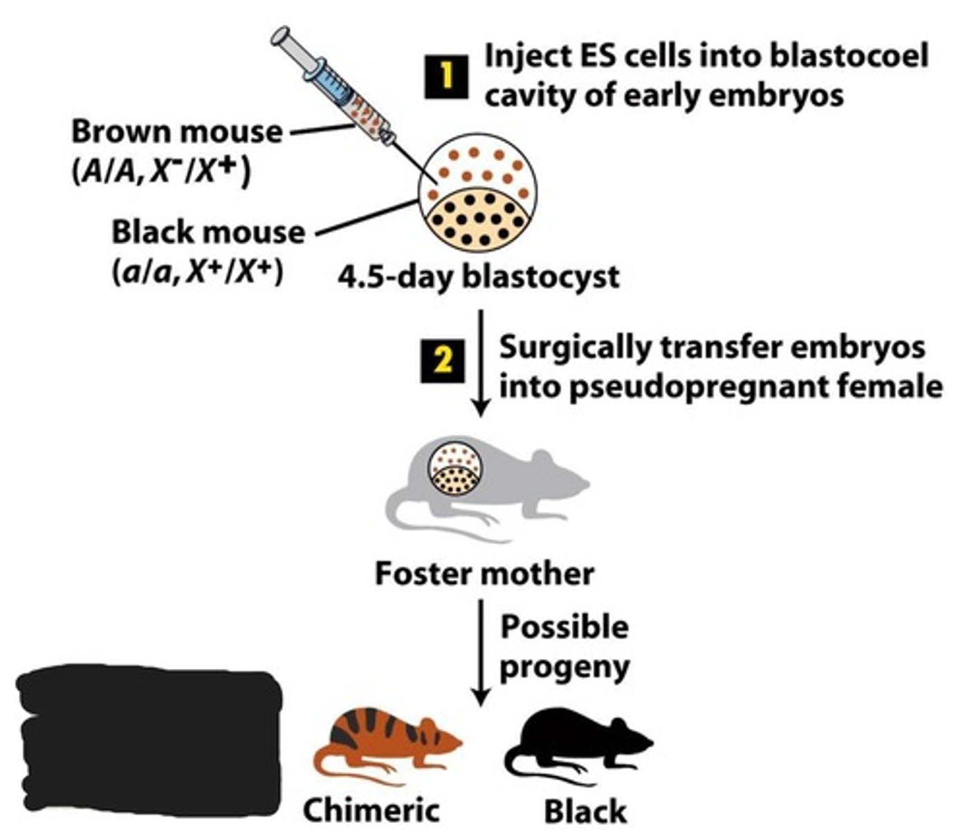 <p>Through the use of recessive vs dominant fur color genes. The brown gene is dominant while black is recessive. Therefore, progeny that came from the embryo containing both cell types will be chimeric and have both colors in their fur.</p>