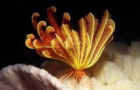 <p>-sea lillies and feather stars</p><p>-sessile with stalk (sea lillies) &amp; holdfast at bottom</p><p>or</p><p>-sedentary swimmer perched on cirri (feather stars)</p><p>-five branching arms with upward facing ambulacral grooves for filter feeding </p><p>-U shaped digestive tract </p><p>-No spines or pedicellariae</p>