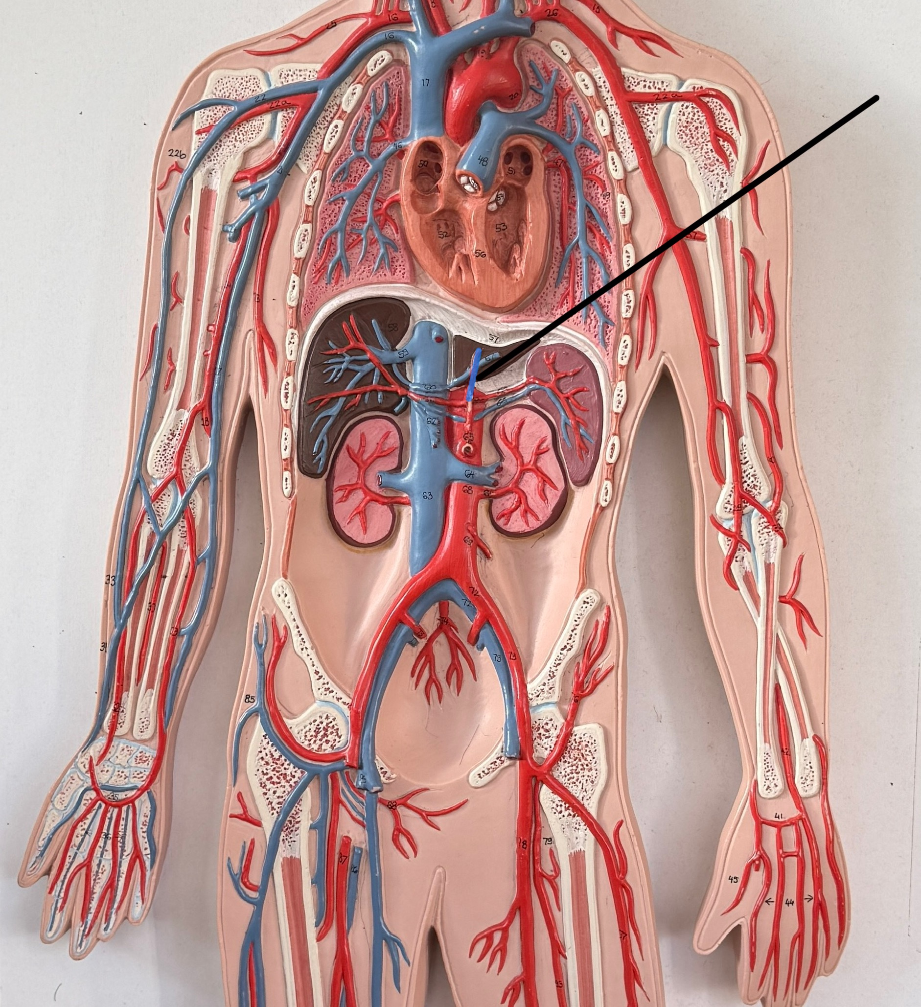 <p>Which artery is this?</p>