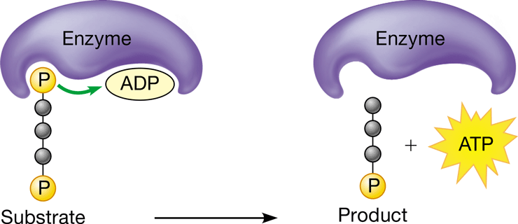 <p>Formation of ATP by an enzyme directly transferring a phosphate group from a substrate (organic molecule) to ADP</p><p></p>