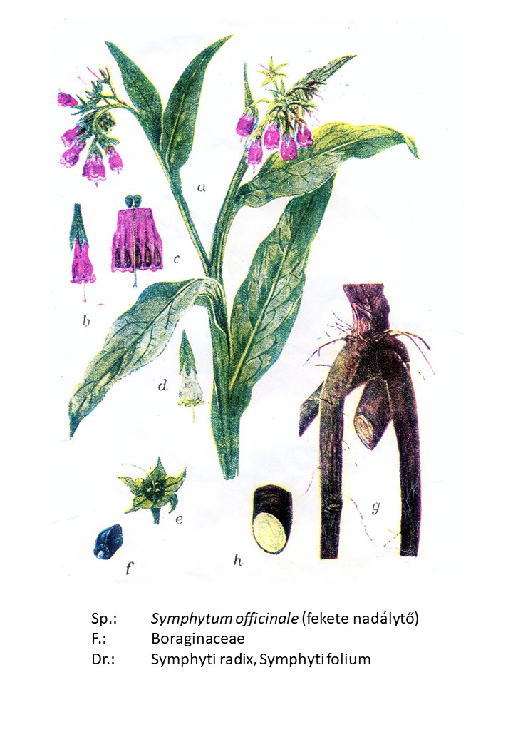 <p>fekete nadálytő</p>