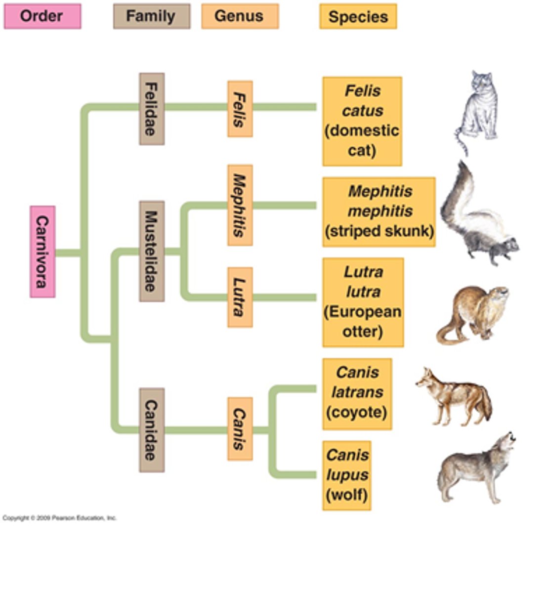 <p>➷ Cladogram with bells and whistles</p><p>- branches can be proportional to change or time</p><p>➷ Root</p><p>- where tree begins</p><p>➷ Nodes</p><p>- split where speciation event occurs; could mean an extinction</p><p>➷ Branch</p><p>- literally a tree branch</p>