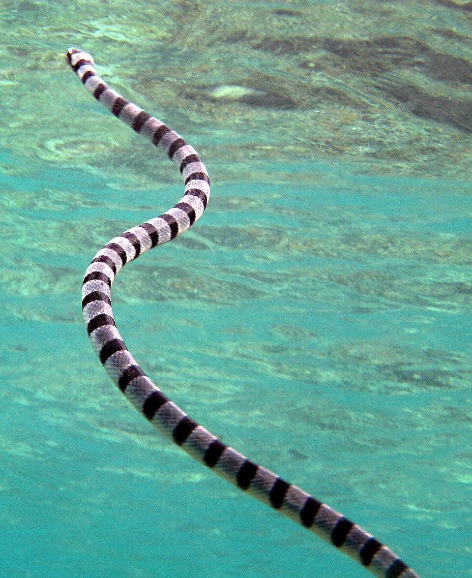 <p>sea krait</p>