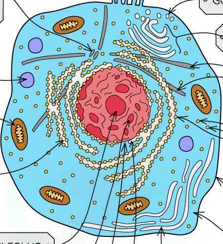 <p>structure of a eukaryotic <strong>animal </strong>cell (labelled diagram)</p>