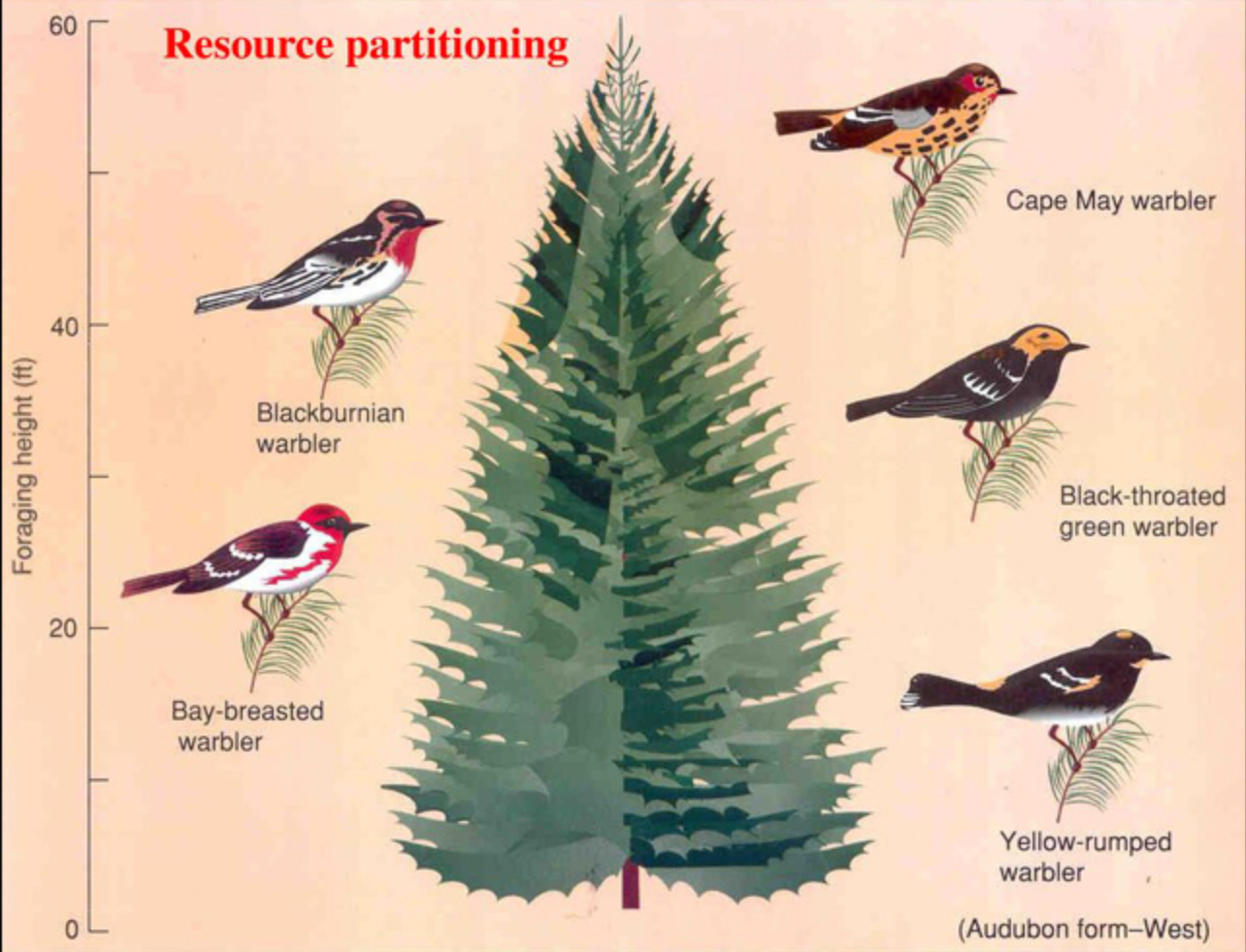<p>Resource partitioning is what happens when the realised niches of potential competitors are sufficiently different that they can use different resources in the area and can co-exist. For example, MacArthur’s warblers.</p>