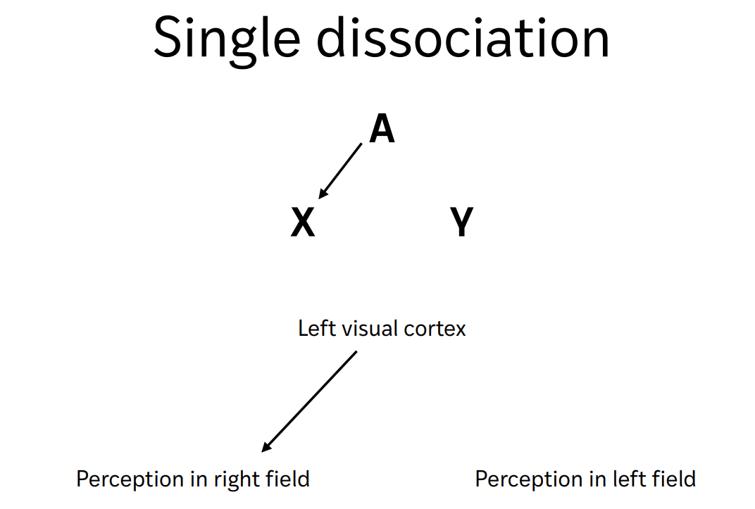 <p>one computational process A</p><p>behavior X that is influenced by A and behavior Y is not influenced by A</p><p></p><p>but cannot conclude that A does not affect Y at all. if keep on damaging A, will Y eventually be influenced too?</p><p></p><p><strong>issue with single dissociation:</strong></p><ul><li><p>differences in <em>demand</em> are an explanation</p></li><li><p>perhaps one behavior is just the first to leave</p></li><li><p></p></li></ul><p></p>