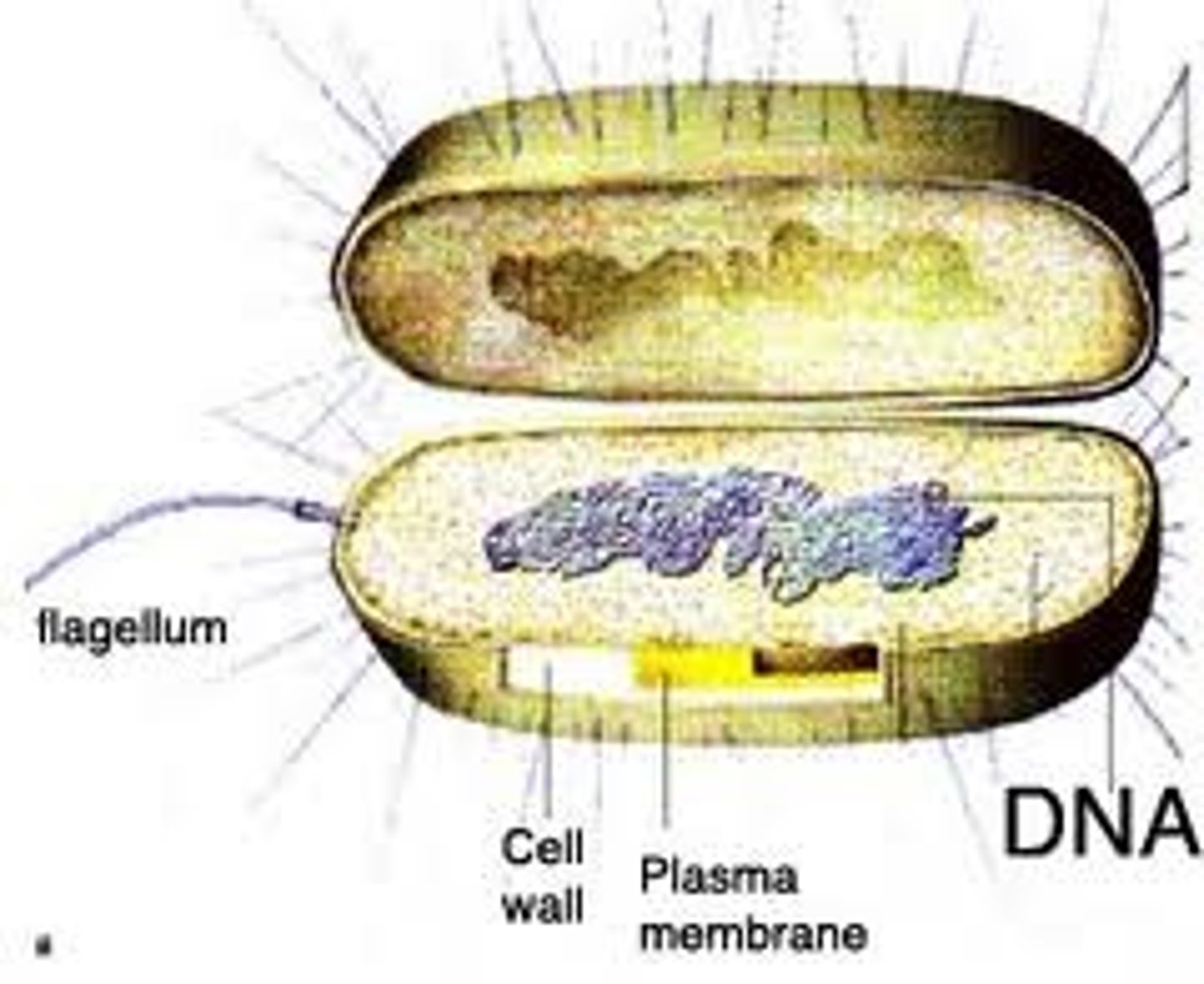<p>single-cell that does not have a nucleus (bacteria)</p>