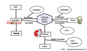 <p>calcitonin - helps lower blood Ca levels and blocks the activity of osteoclasts to reduce the amount of Ca entering the blood</p><p>Calcitriol - increases absorption of dietary Ca and phosphate from the GI tract and stimulating the release of Ca stores from the skeletal system</p><p>Parathyroid hormone - stimulates osteoclasts which increase the rate at which they release calcium. </p>