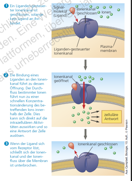 <p>Ligand-gesteurte Rezeptor </p>
