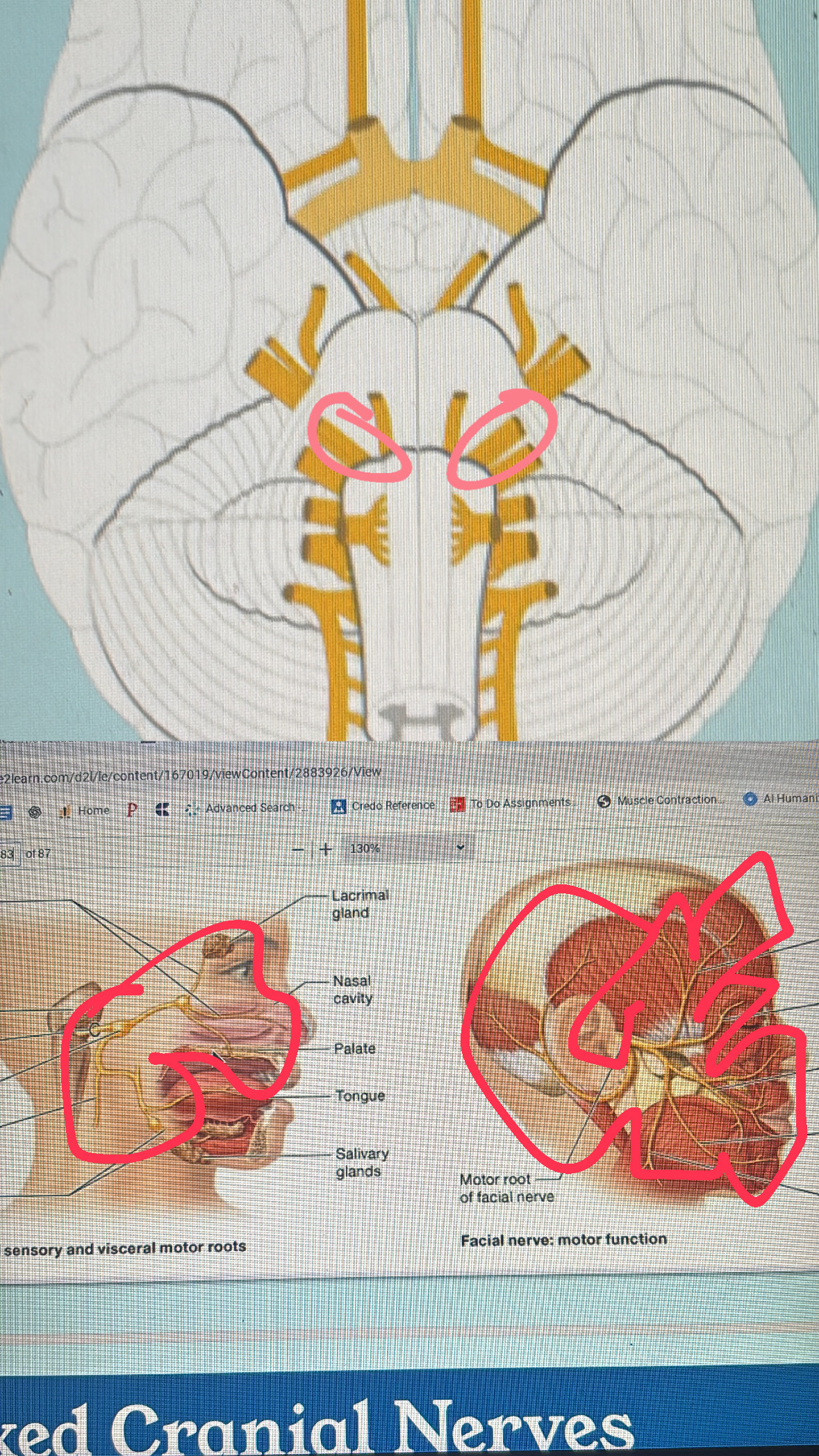 <p>VII. facial expressions; taste; salivation; tear secretion</p>