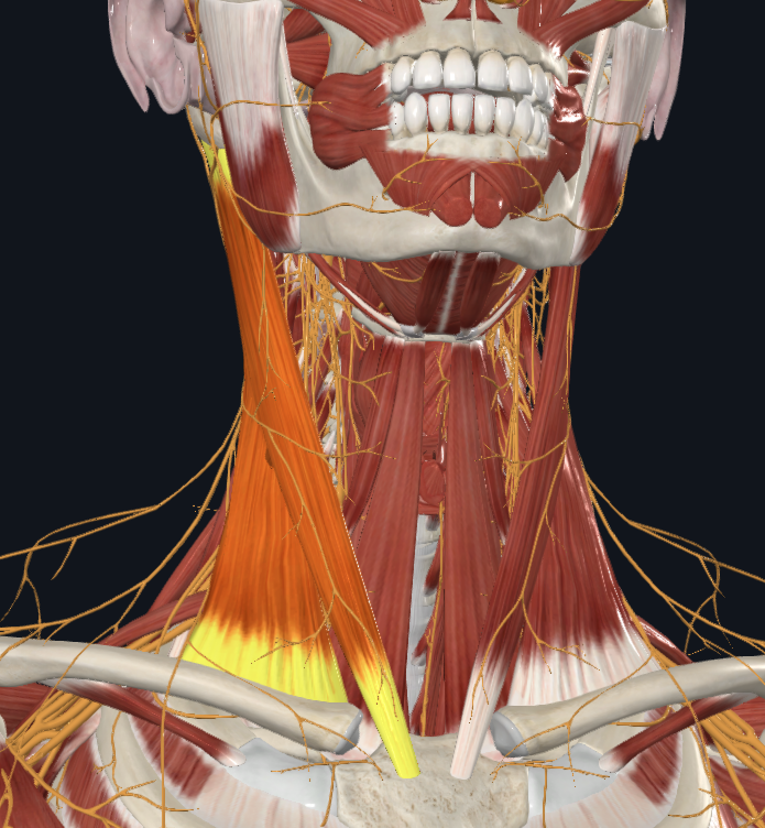 <p>What muscle is highlighted</p>