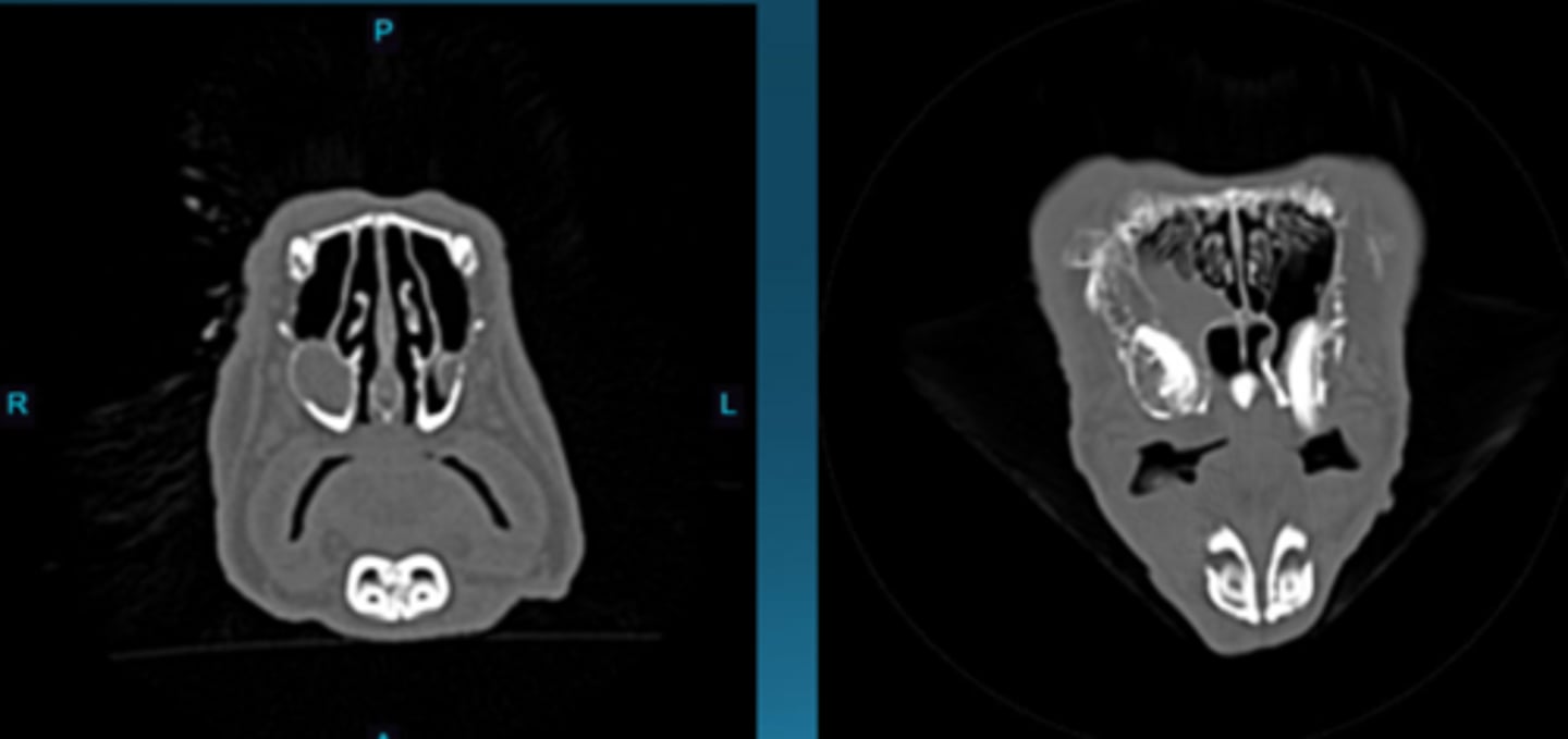 <p>What type of imaging is this in rabbits to see dental disease?</p>