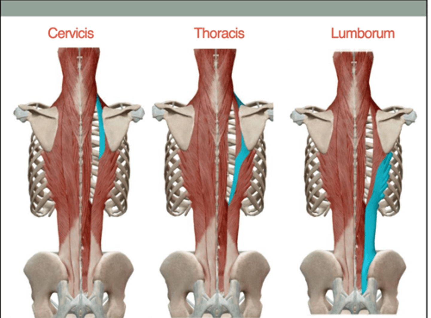 <p>Together: Extend and maintain erect posture of spine</p><p>Singly: Laterally flex vertebral column of respective region</p>