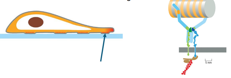 <p>actin attaches to <u>integrin</u> proteins which span the plasma membrane and attach to smth extracellular</p><p>adhesion matters</p><p>why is this necessary for movement?</p>