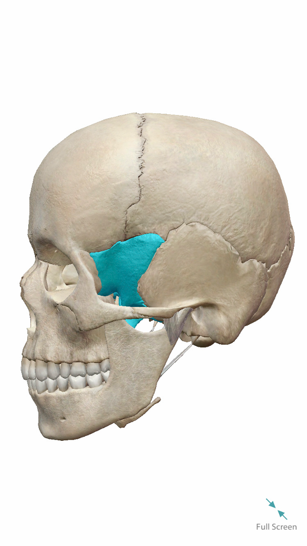 <p>Label Highlighted Bone</p>