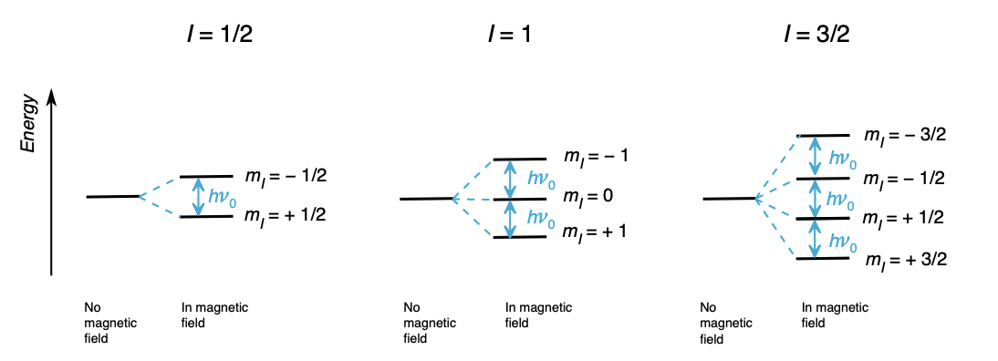<ul><li><p>a nuclei with spin <em>I </em>is (2<em>I </em>+ 1) degenerate due to m(I)</p></li><li><p>application of magnetic field breaks the degeneracy</p></li><li><p>gives rise to ‘Zeeman eigenstates’</p></li></ul><p></p>