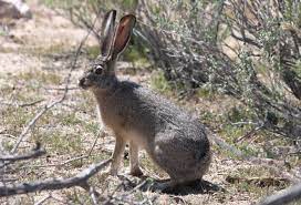 <p>Leporidae - Lepus californicus</p>