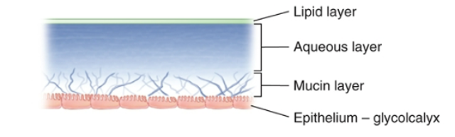 <p>The tear film </p>