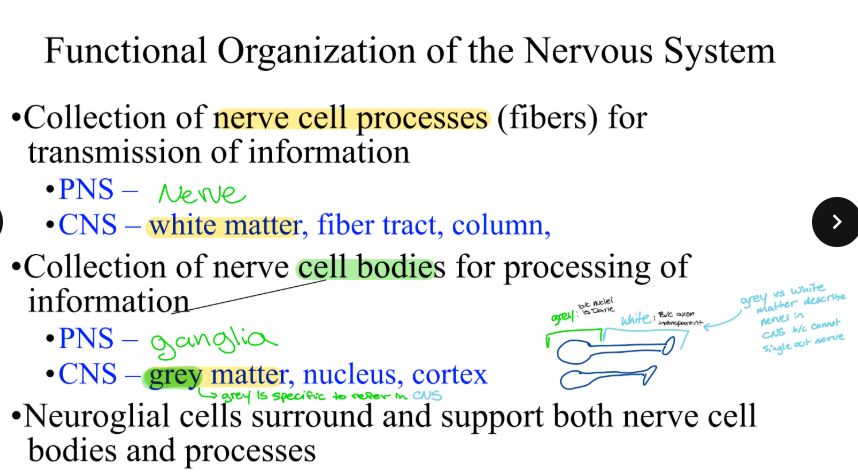 <p>T/F: Neuroglial cells surround and support only nerve cell bodies like ganglia in the PNS and grey matter, nucleus, and cortex in the CNS</p>