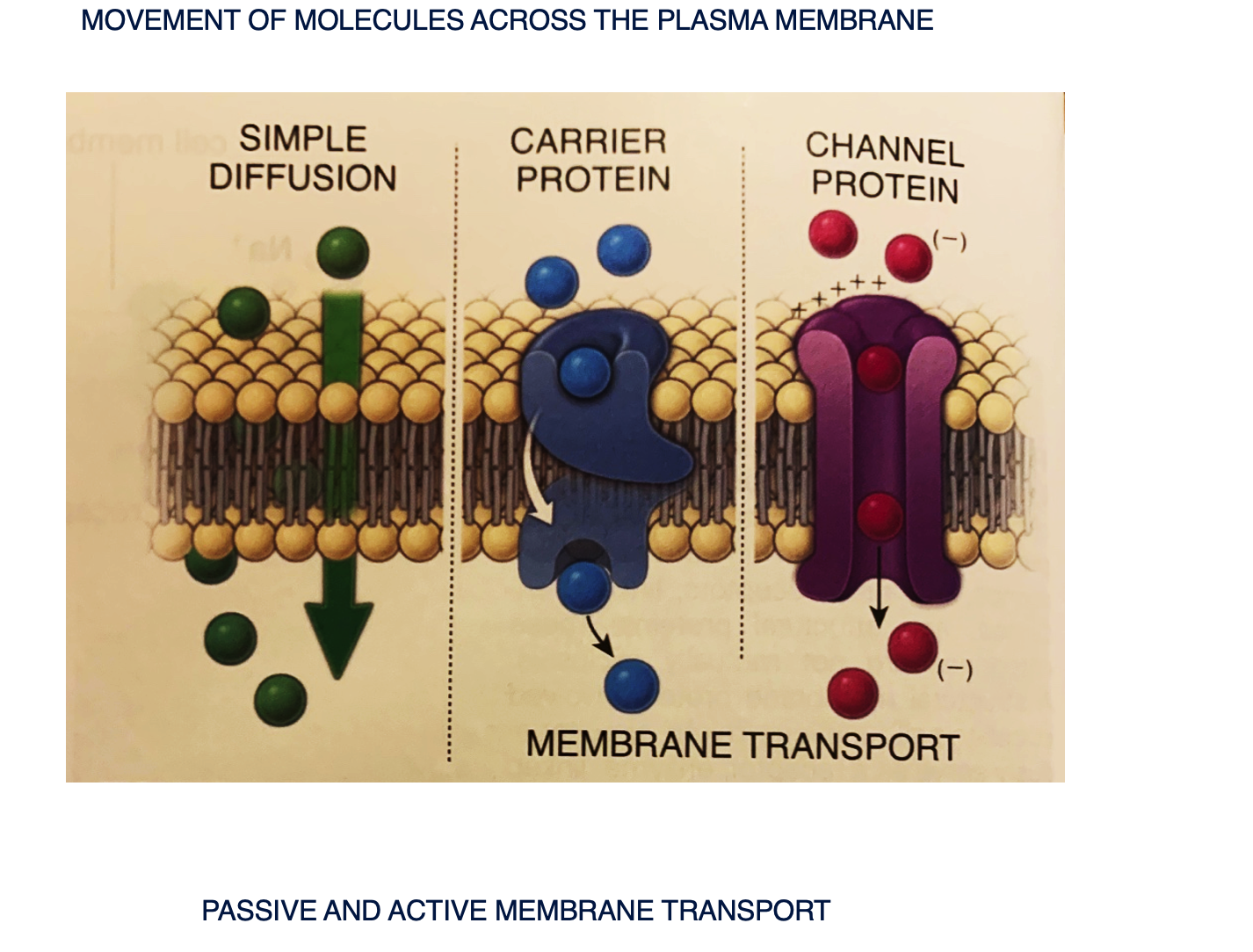 <p><span>Fat soluble and other small, uncharged molecules cross the plasma membrane by diffusion (passive) down their concentration gradient. All other molecules require membrane transport proteins to provide them with individual passage across the plasma membrane. There are 2 classes of transport proteins:</span></p><p style="text-align: left"><span><strong>Carrier proteins</strong> - transfer small water soluble molecules. They are highly selective. After binding the protein they undergo two conformational changes and release the molecule on the other side of the membrane. Some such as pump Na/K require energy for active transport, other such glucose carriers participate in passive transport. </span></p><p style="text-align: left"><span><strong>Channel proteins&nbsp; - </strong>transfer small water soluble molecules, but they have a different structure. Generally channels are made by transmembrane protein with several membrane spanning domains that create hydrophilic channels through the plasma membrane. Channel protein transport can be regulated by membrane potentials (i.e. voltage-gated ion channels in neurons), neurotransmitters (i.e. ligand-gated ion channels such as actylcholine receptors in muscle cells), or mechanicalstress (mechanically gated ion channels in the internal ear.</span></p><img src="https://knowt-user-attachments.s3.amazonaws.com/aa7b132f-aecd-41c5-bc15-3a9094a459a0.png" data-width="100%" data-align="center"><p></p>