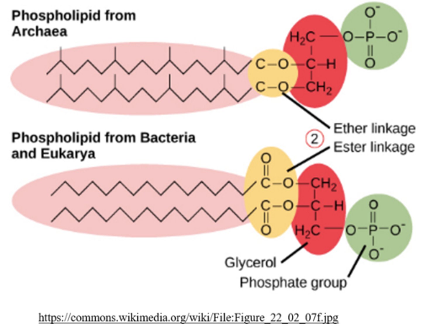 <p>archaea</p>