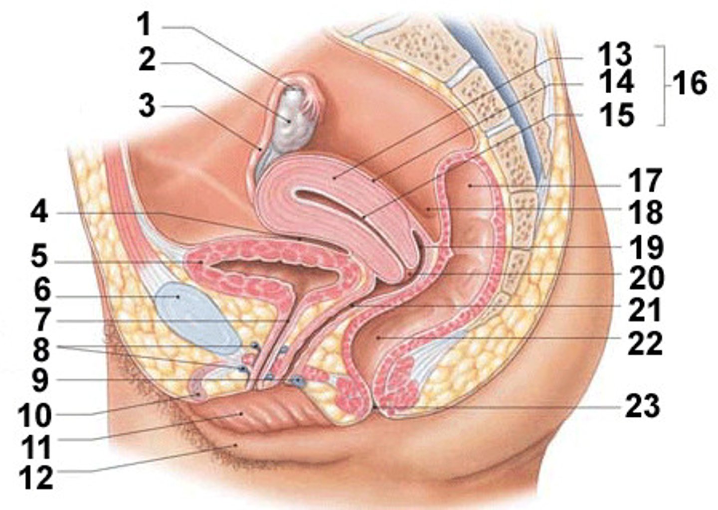 <p>(2)</p><p>Paired</p><p>Produce ova in follicles</p><p>Located lateral to the superior portion of the uterus.</p>