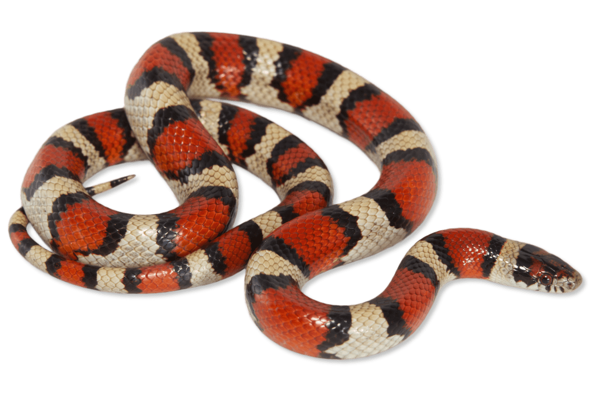 <p>Family: Colubridae</p><p>Latin: Lampropeltis triangulum</p><p>Milksnake</p>