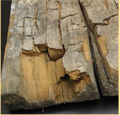 <p>Dry Rot</p>