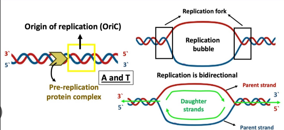 <p>DNA replication begins at sites called origins of replication</p><p>prokaryotes have one origin of replication, eukaryotes have many</p><p>various proteins attach to the origin of replication and open the DNA to form a replication fork</p>