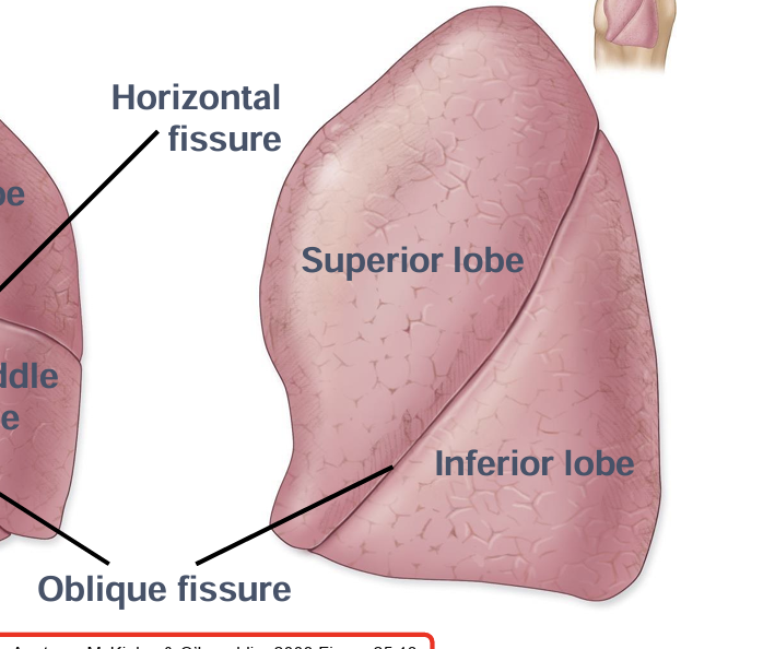 <p>2 lobes</p><p>1 oblique fissure</p>