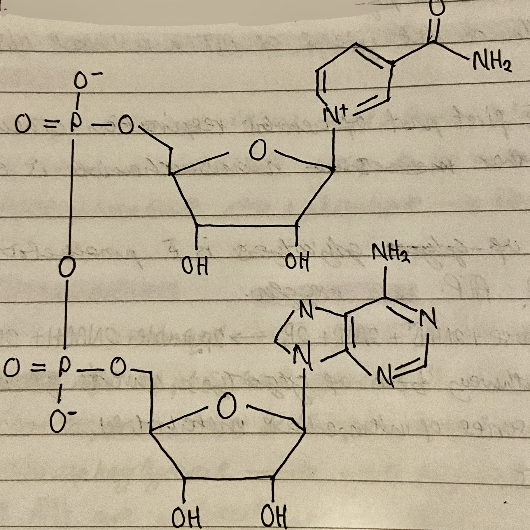 <p><span>Nicotinamide Adenine Dinucleotide</span> (NAD)</p>