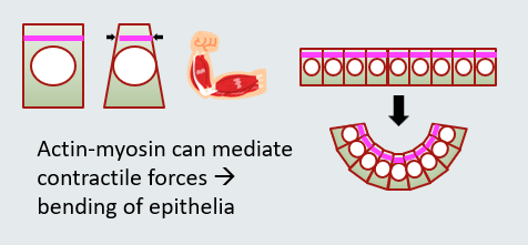 <p>allows contractile force to occur and sheet of cells change shape and become round</p>